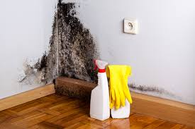 Why You Should Choose Our Mold Remediation Services in Chebanse, IL